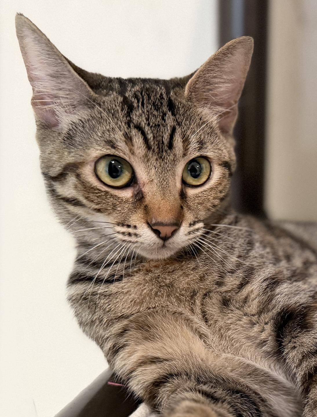 Penny -CSC, an adopted Domestic Short Hair in North Fort Myers, FL image 2/2