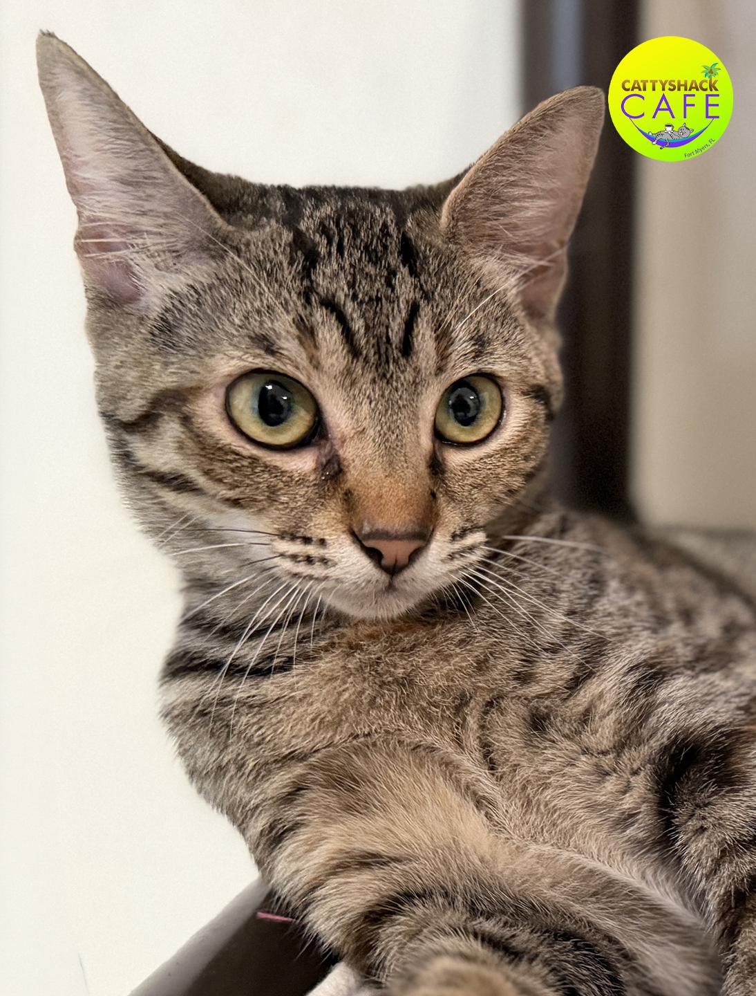 Penny -CSC, adopted, Young Female Domestic Short Hair.