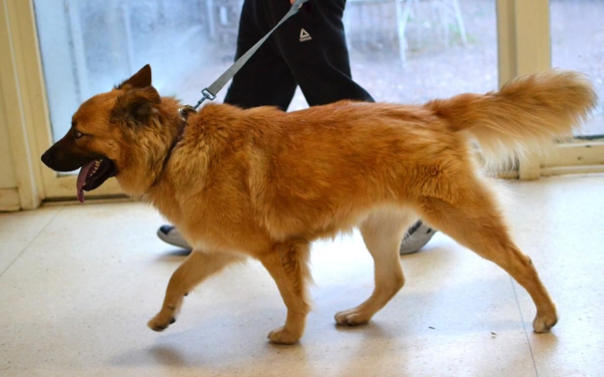 Enlarge Woody, a ADOPTABLE mixed breed in White Plains, NY image 3/5