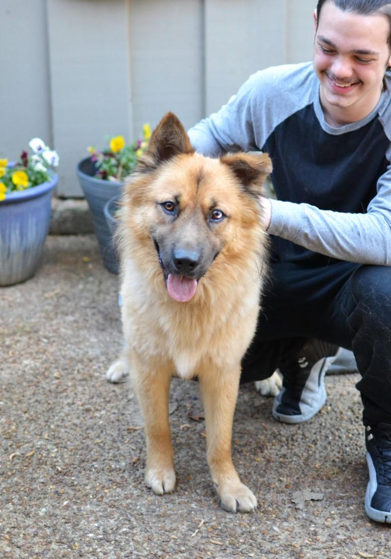 Enlarge Woody, a ADOPTABLE mixed breed in White Plains, NY image 4/5