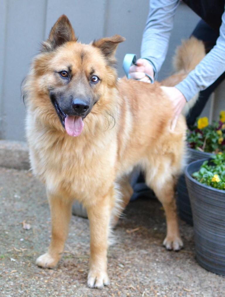Enlarge Woody, a ADOPTABLE mixed breed in White Plains, NY image 1/5