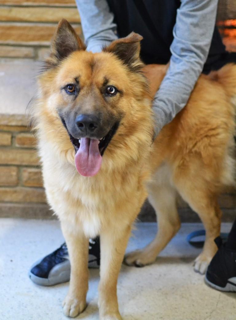 Enlarge Woody, a ADOPTABLE mixed breed in White Plains, NY image 2/5