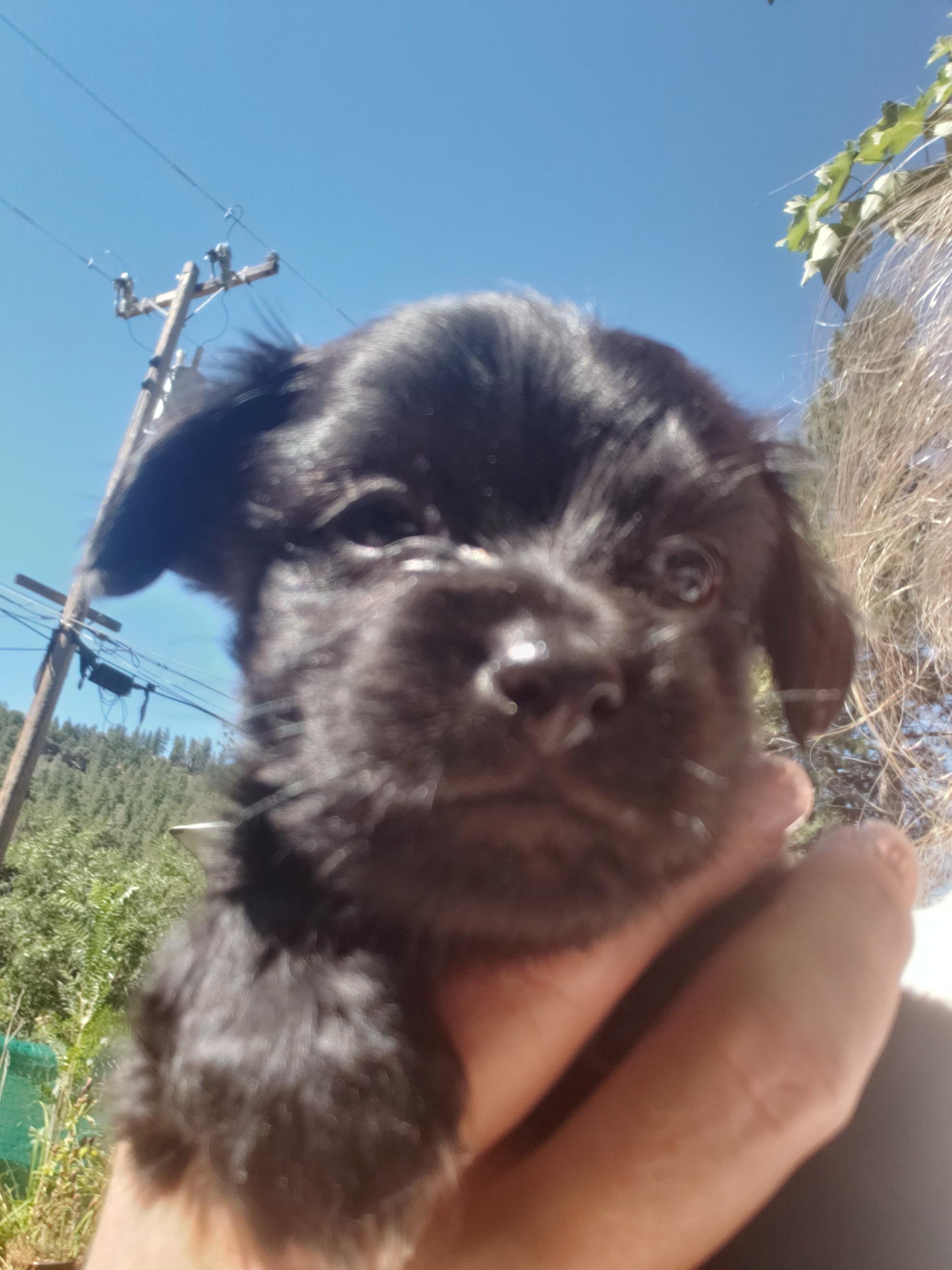 Lester, an adoptable Miniature Poodle, Maltipoo in Murphys, CA, 95247 | Photo Image 3