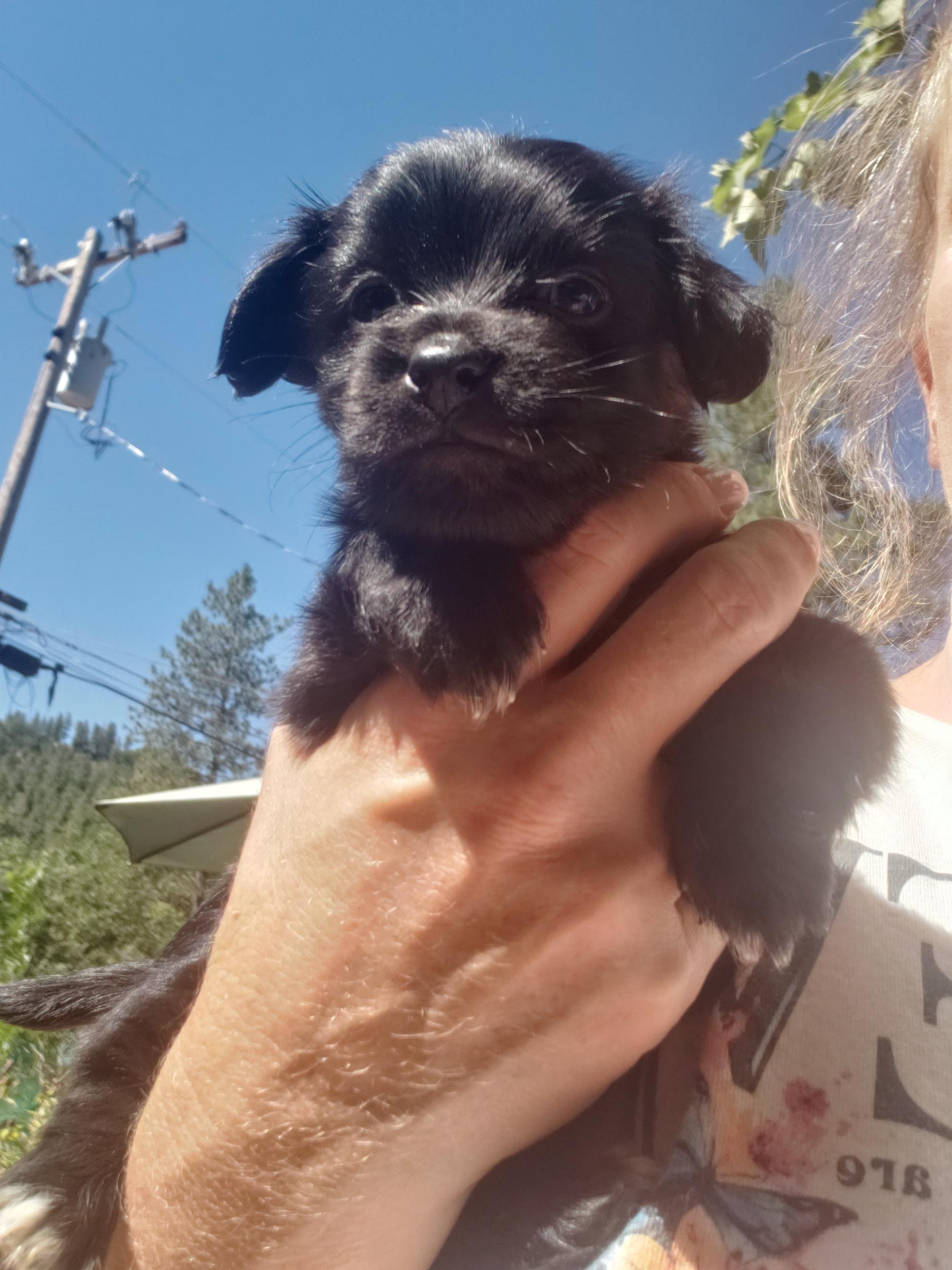 Lester, an adoptable Miniature Poodle, Maltipoo in Murphys, CA, 95247 | Photo Image 2