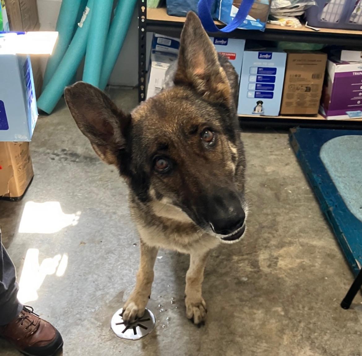 Greta, a ADOPTABLE German Shepherd Dog in Sulphur, KY image 4/5
