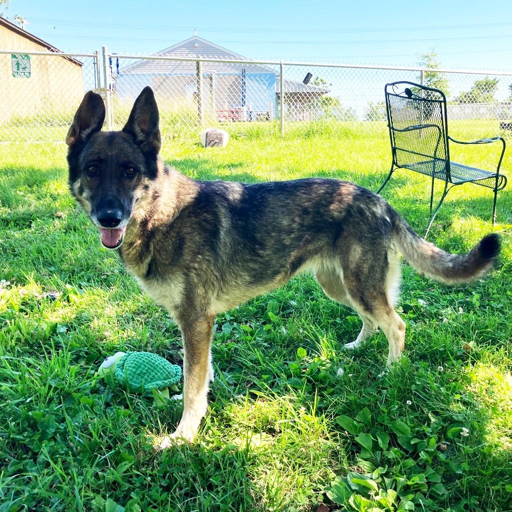 Greta, ADOPTABLE, Adult Female German Shepherd Dog.