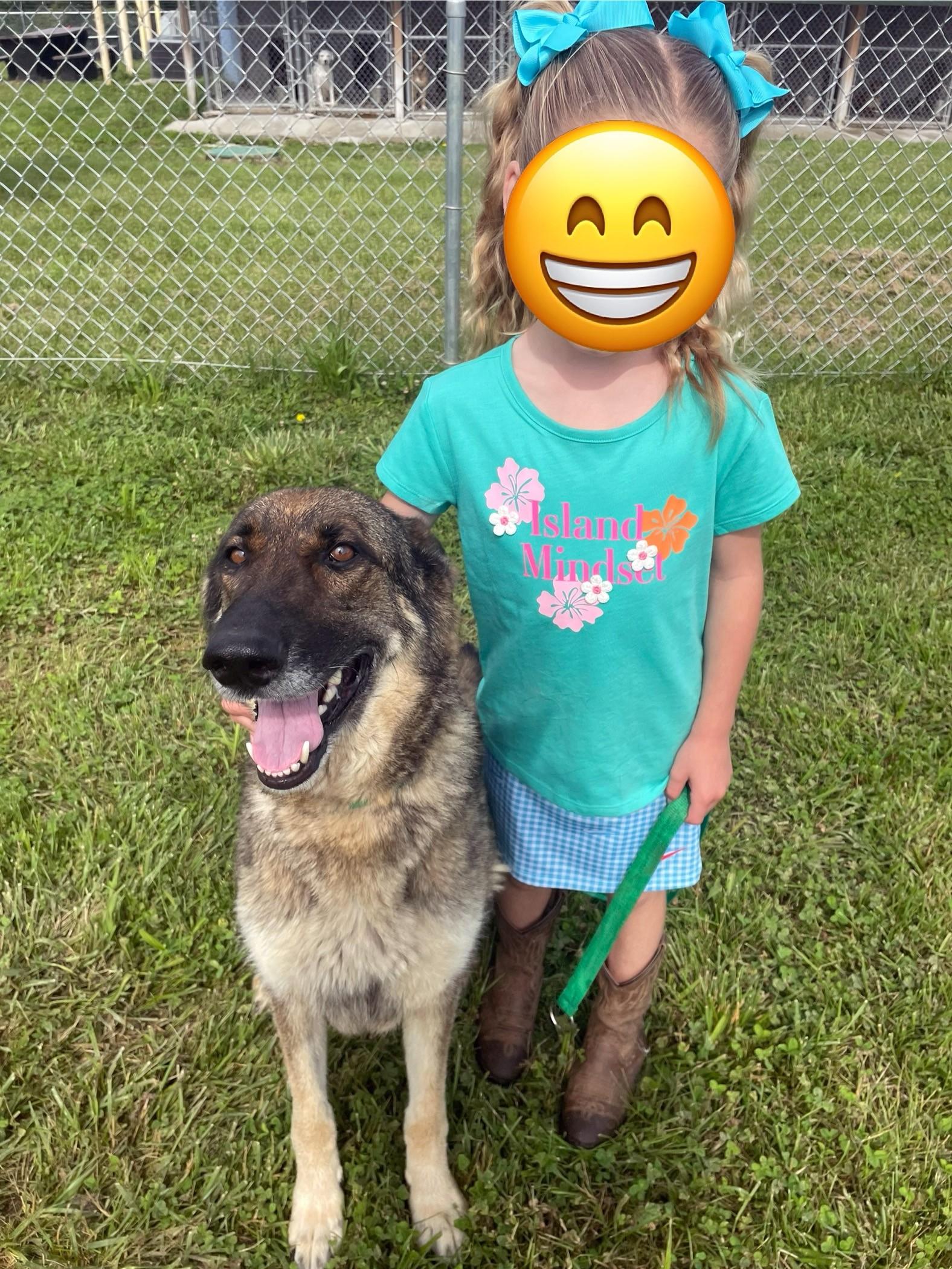 Greta, a ADOPTABLE German Shepherd Dog in Sulphur, KY image 3/5