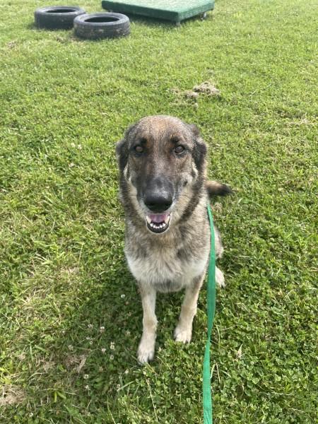 Greta, a ADOPTABLE German Shepherd Dog in Sulphur, KY image 2/5