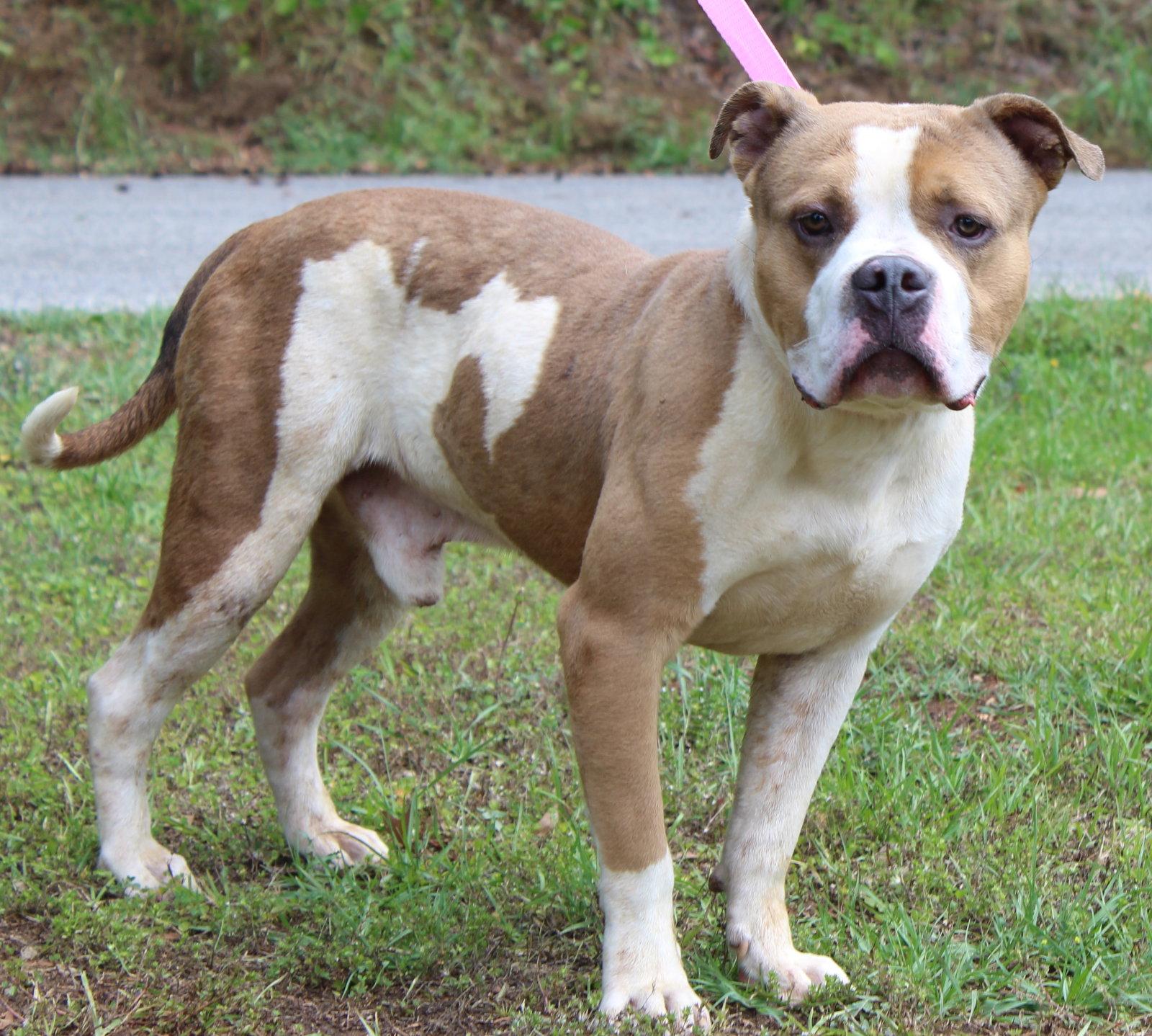 Handsome 43431, Adoptable, Young Male Pit Bull Terrier.