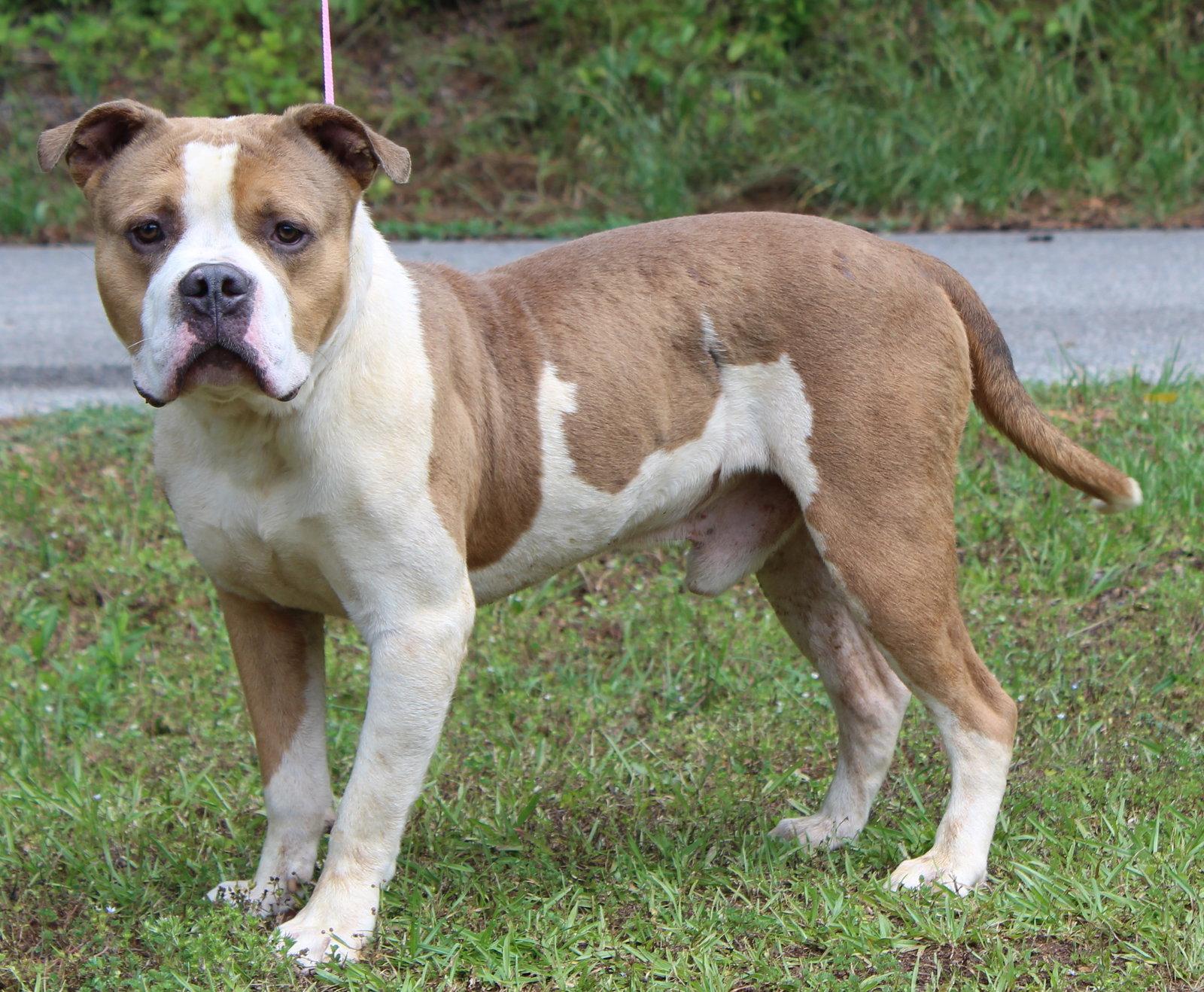 Handsome 43431, a Adoptable Pit Bull Terrier in Prattville, AL image 2/3