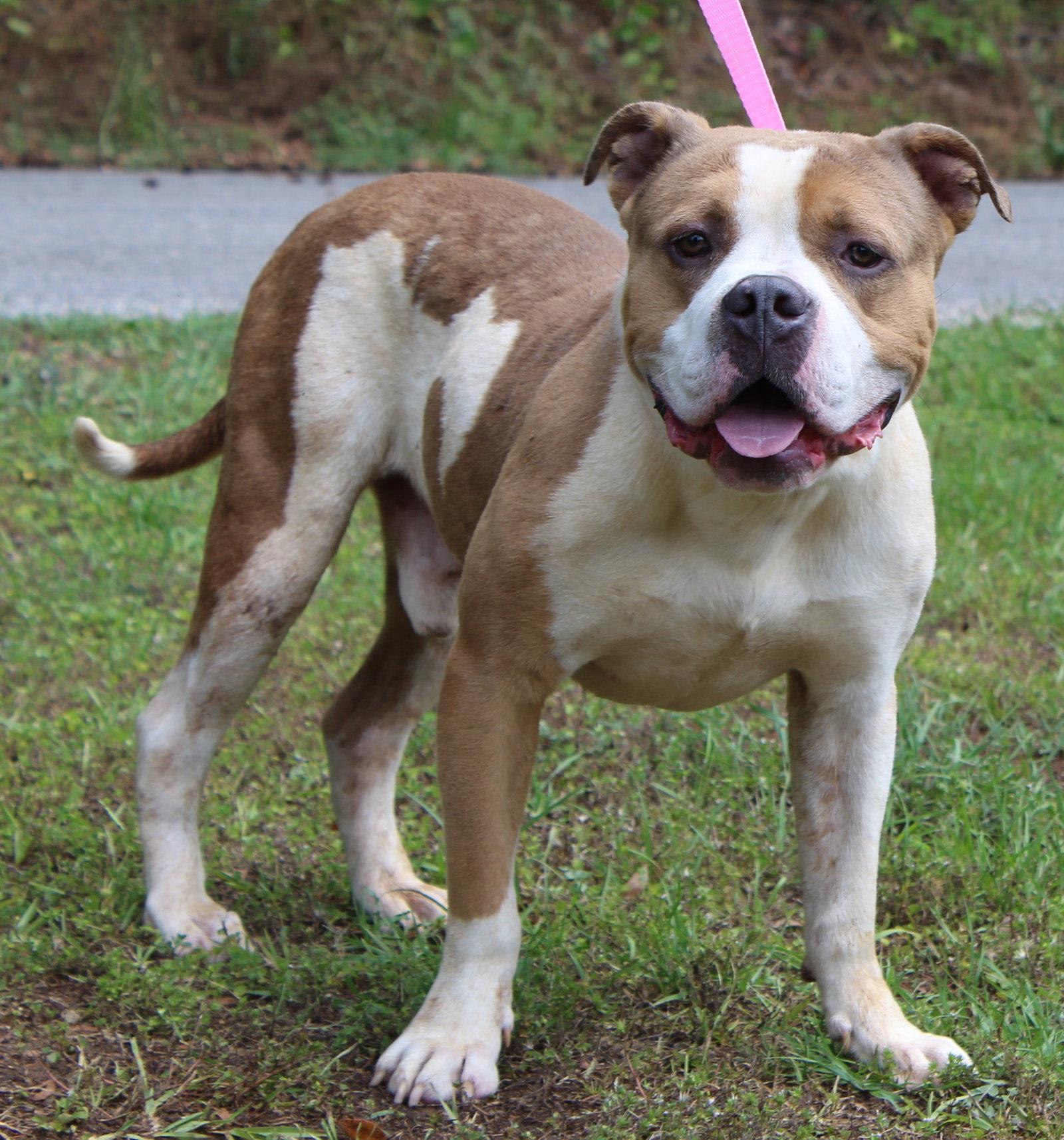 Handsome 43431, a Adoptable Pit Bull Terrier in Prattville, AL image 3/3