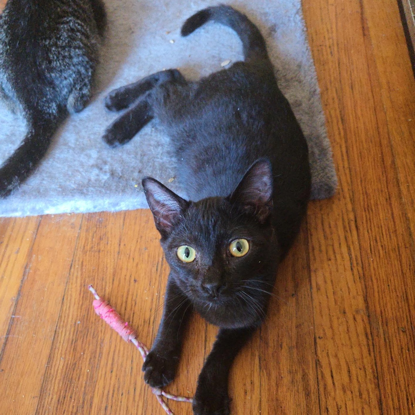 Enlarge Tessa, a Adoptable Domestic Short Hair in North Myrtle Beach, SC image 1/1