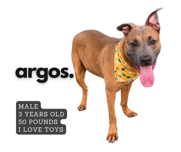 Argos, Adoptable, Adult Male Pit Bull Terrier.