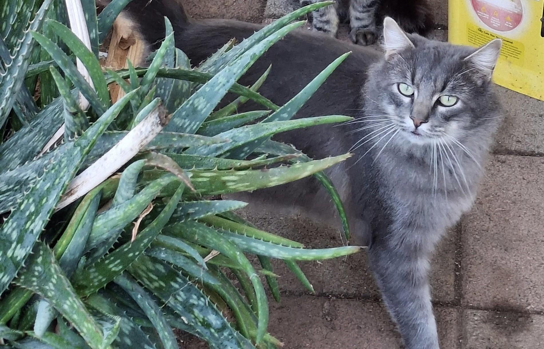 Enlarge BLAKE, a Adoptable Russian Blue in Cottonwood, CA image 2/5