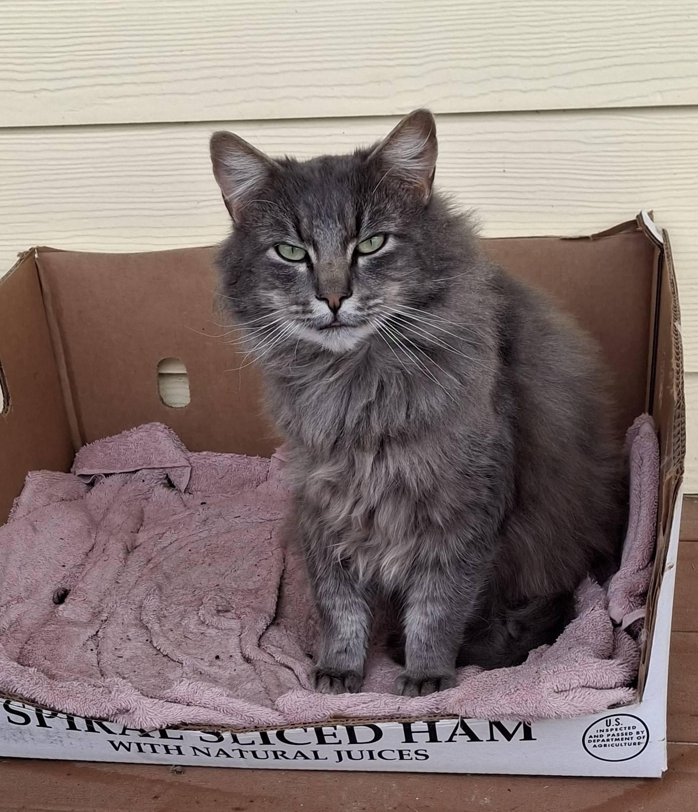 Enlarge BLAKE, a Adoptable Russian Blue in Cottonwood, CA image 5/5