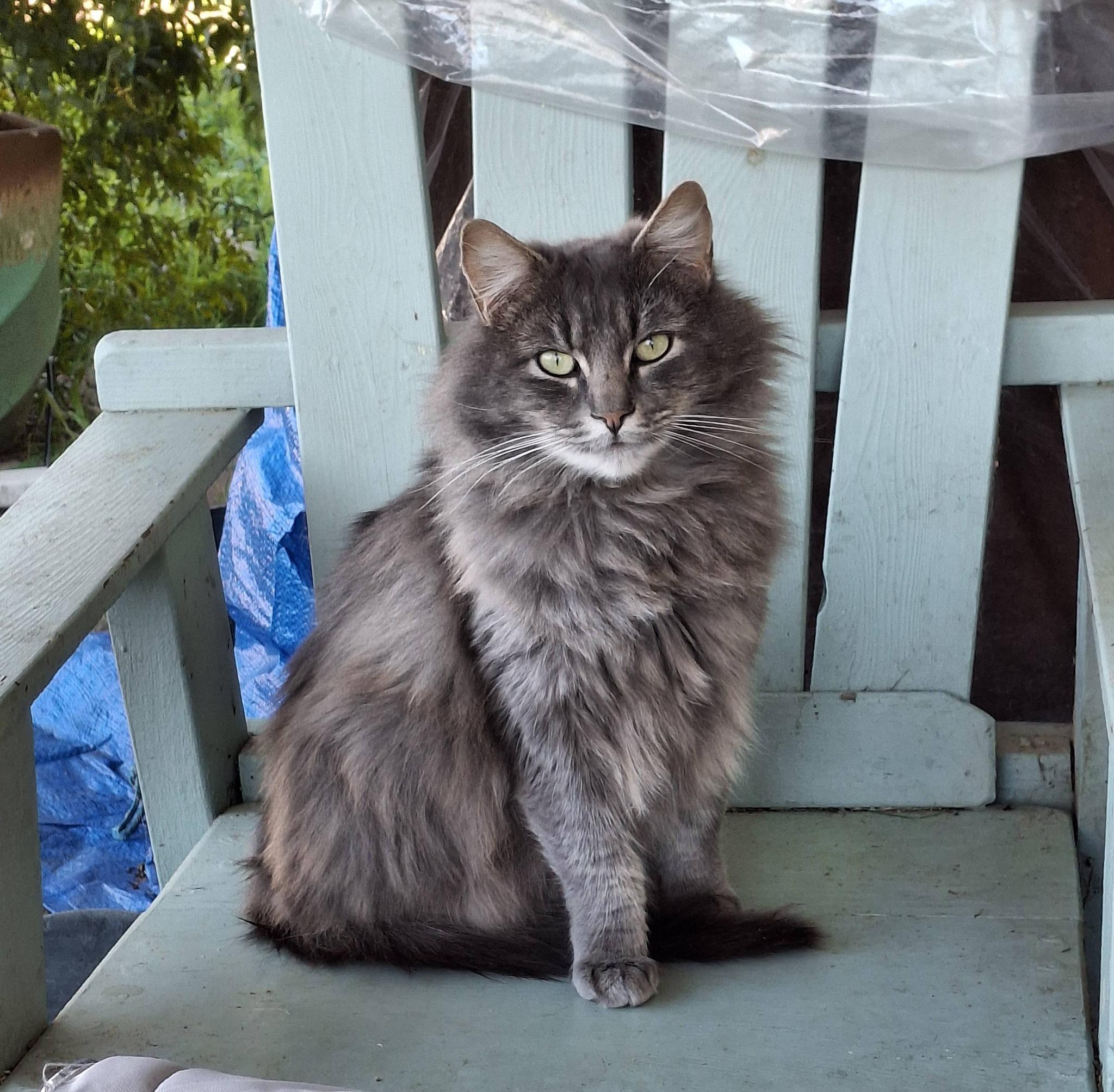 Enlarge BLAKE, a Adoptable Russian Blue in Cottonwood, CA image 1/5