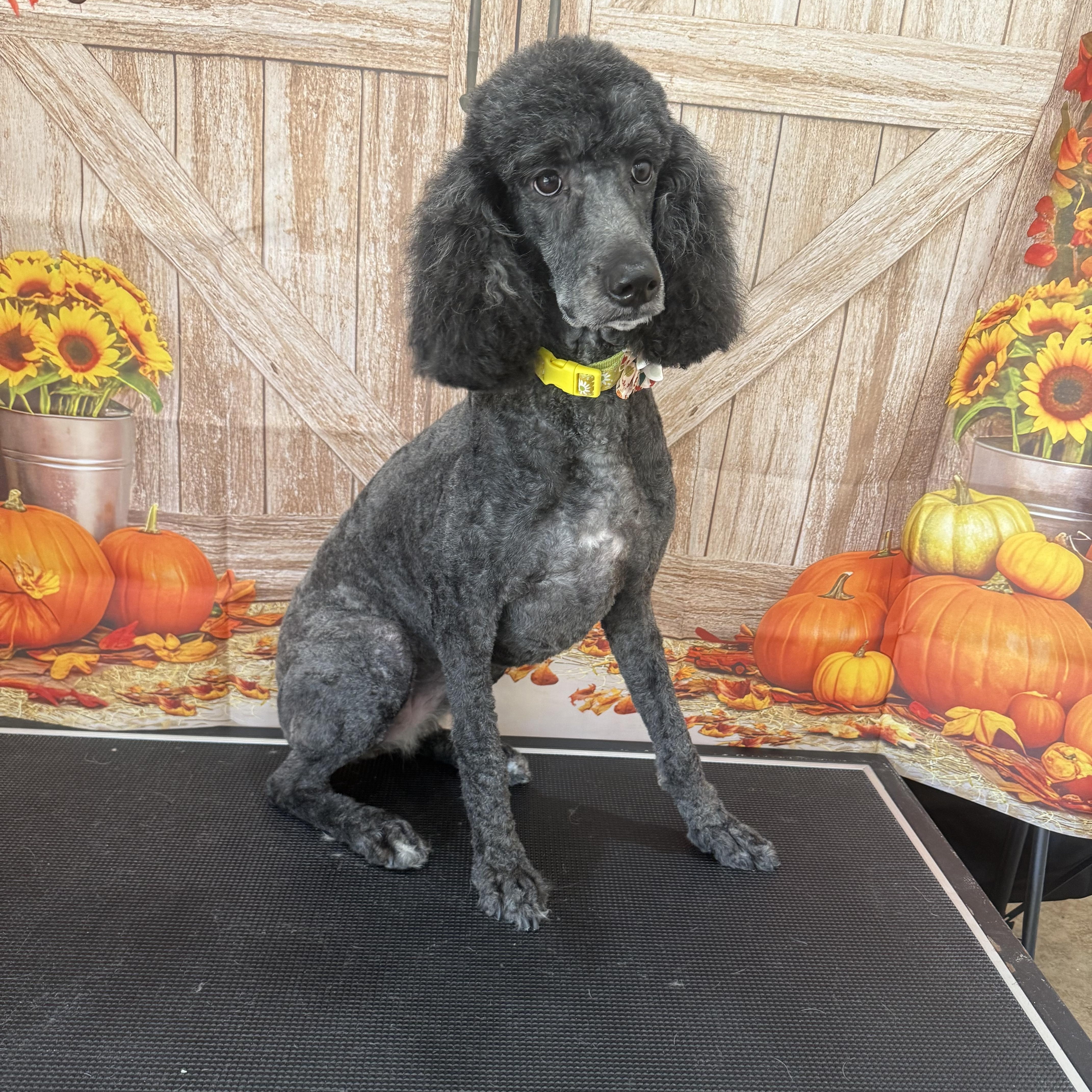Enlarge Sophie, a Adoptable Poodle in Woodlawn, TN image 1/4