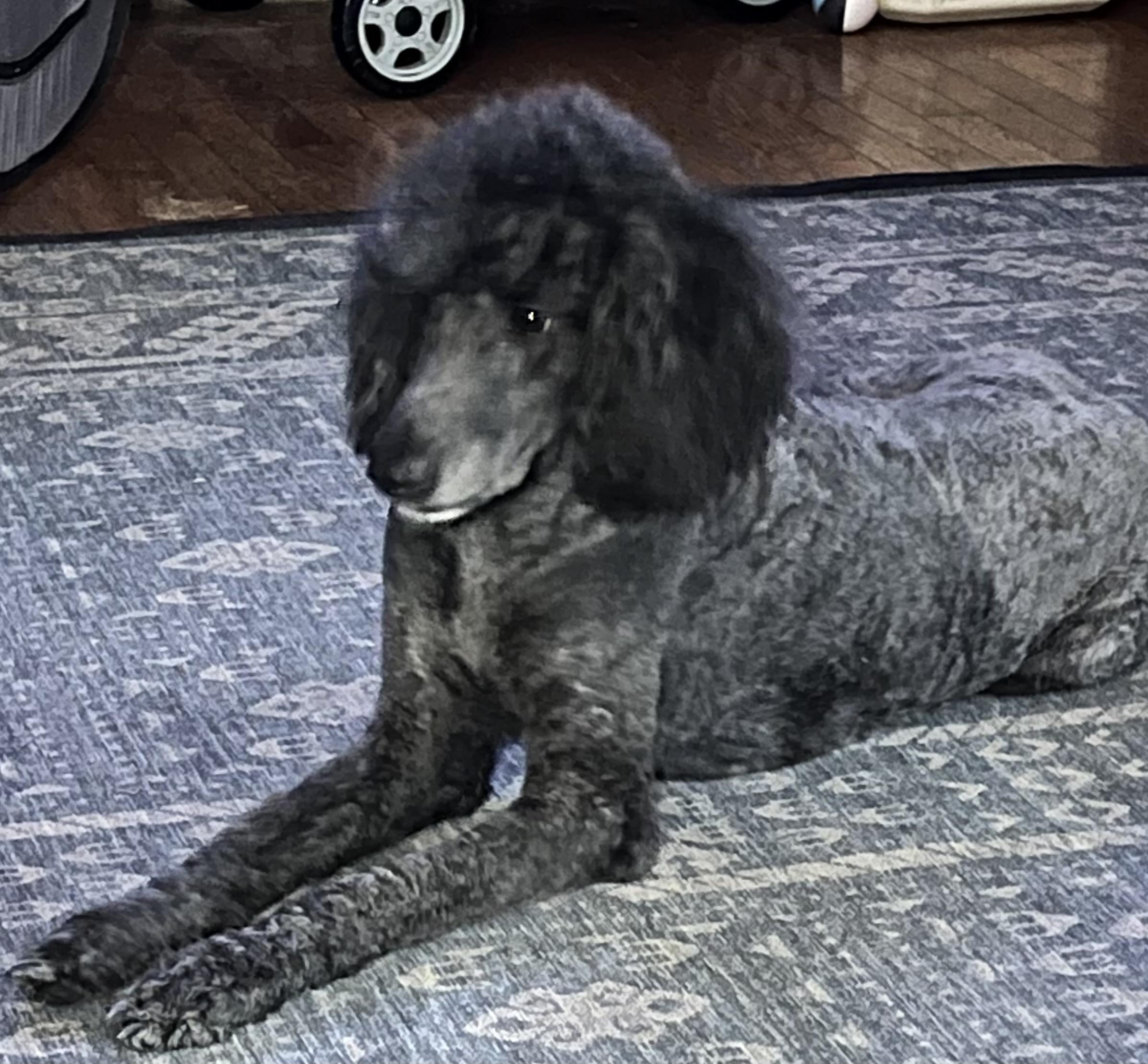 Enlarge Sophie, a Adoptable Poodle in Woodlawn, TN image 3/4