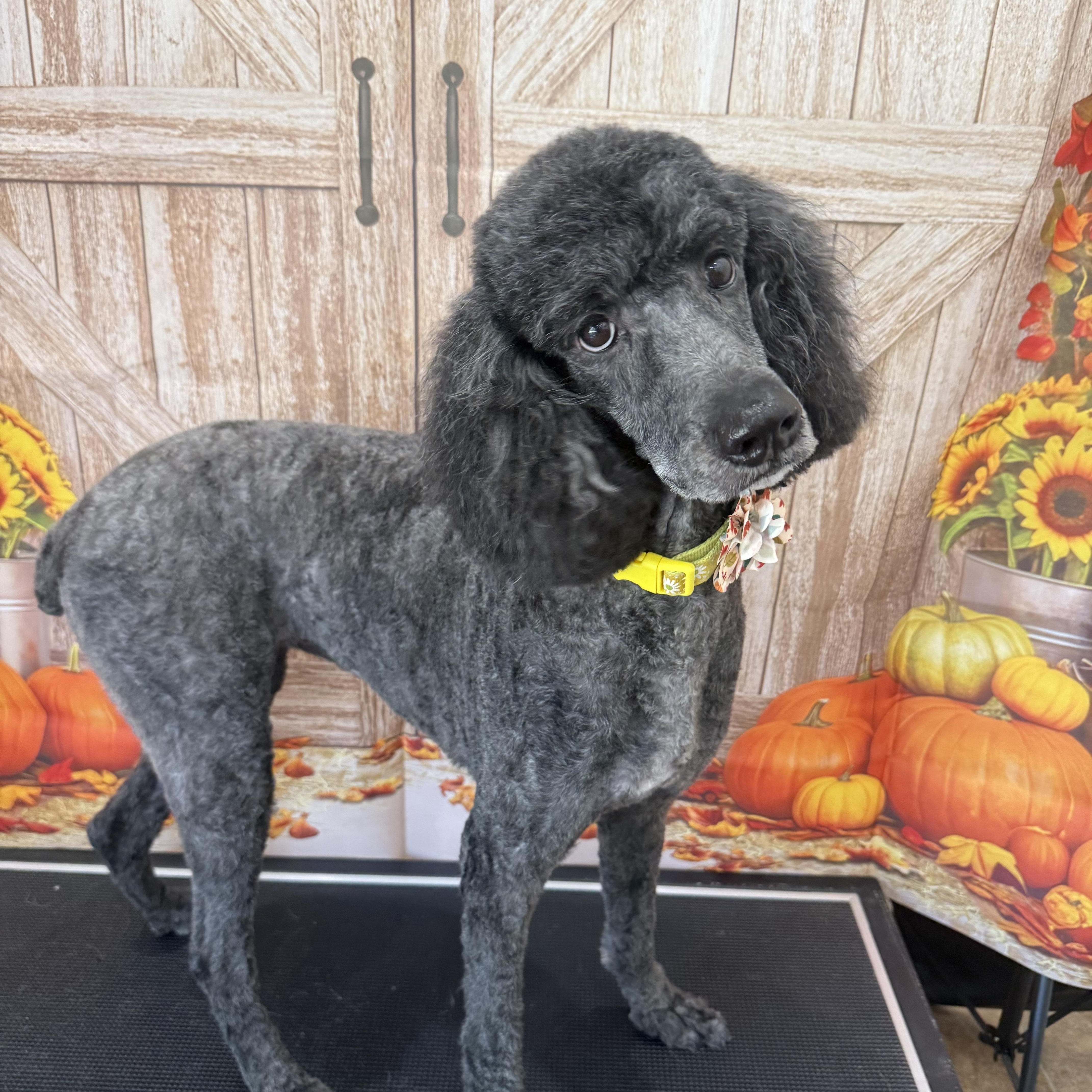 Enlarge Sophie, a Adoptable Poodle in Woodlawn, TN image 2/4