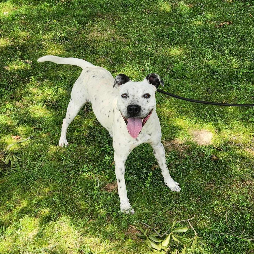 Enlarge Axel, a Adoptable mixed breed in Wadena, MN image 1/6