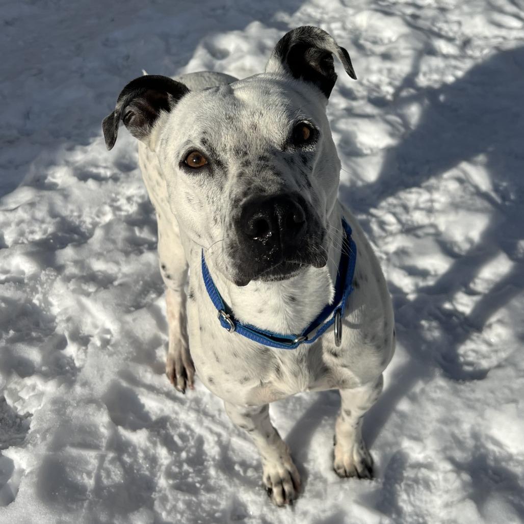 Enlarge Axel, a Adoptable mixed breed in Wadena, MN image 2/6