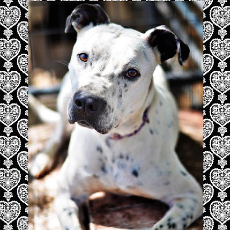 Enlarge Axel, a Adoptable mixed breed in Wadena, MN image 3/6