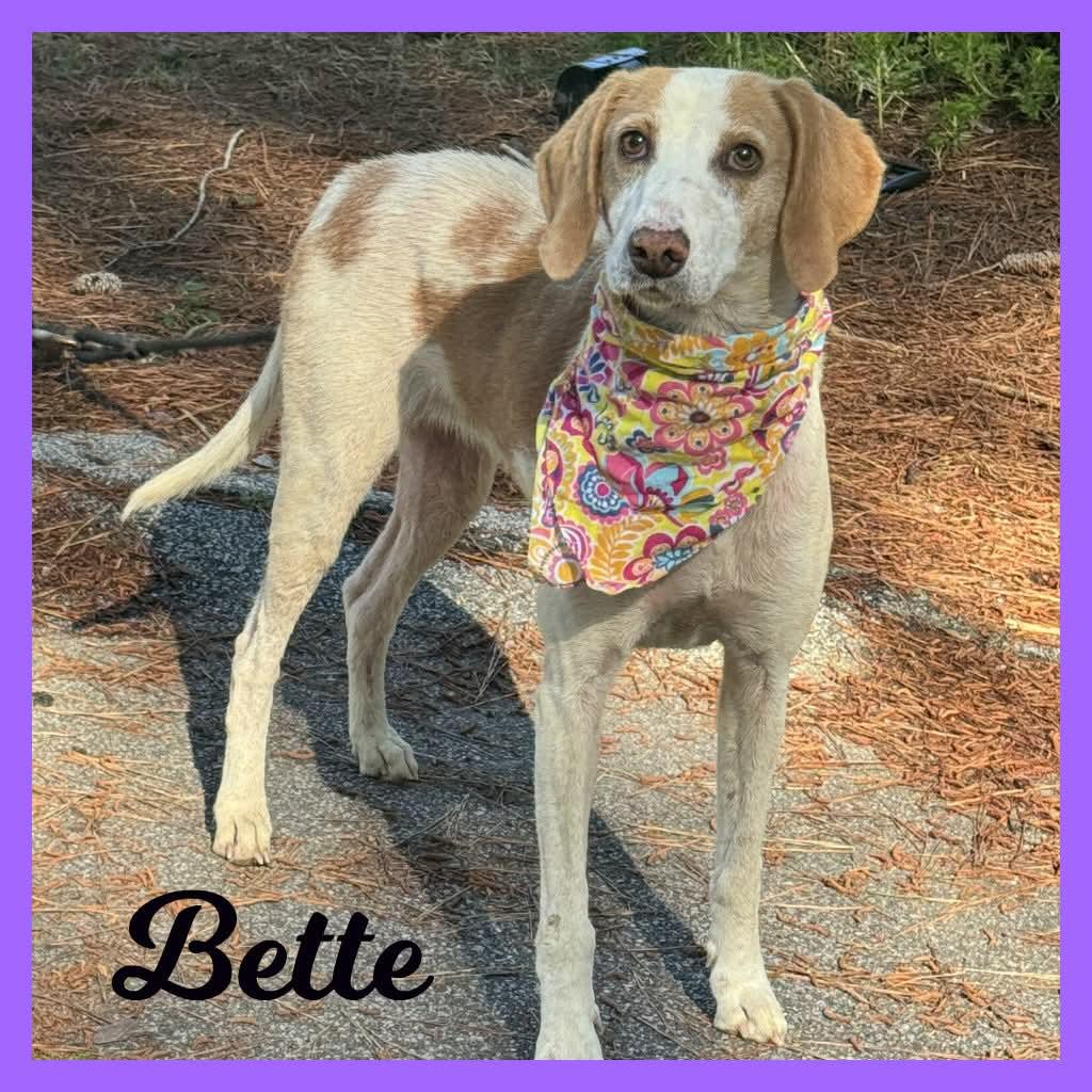 Bette, ADOPTABLE, Adult Female Hound.