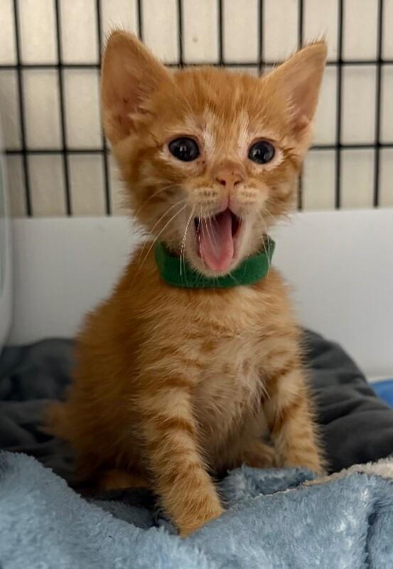 Enlarge Wallabee Beatles, a Adoptable Domestic Short Hair in Katy, TX image 1/5