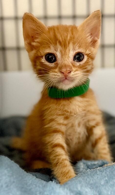 Enlarge Wallabee Beatles, a Adoptable Domestic Short Hair in Katy, TX image 2/5