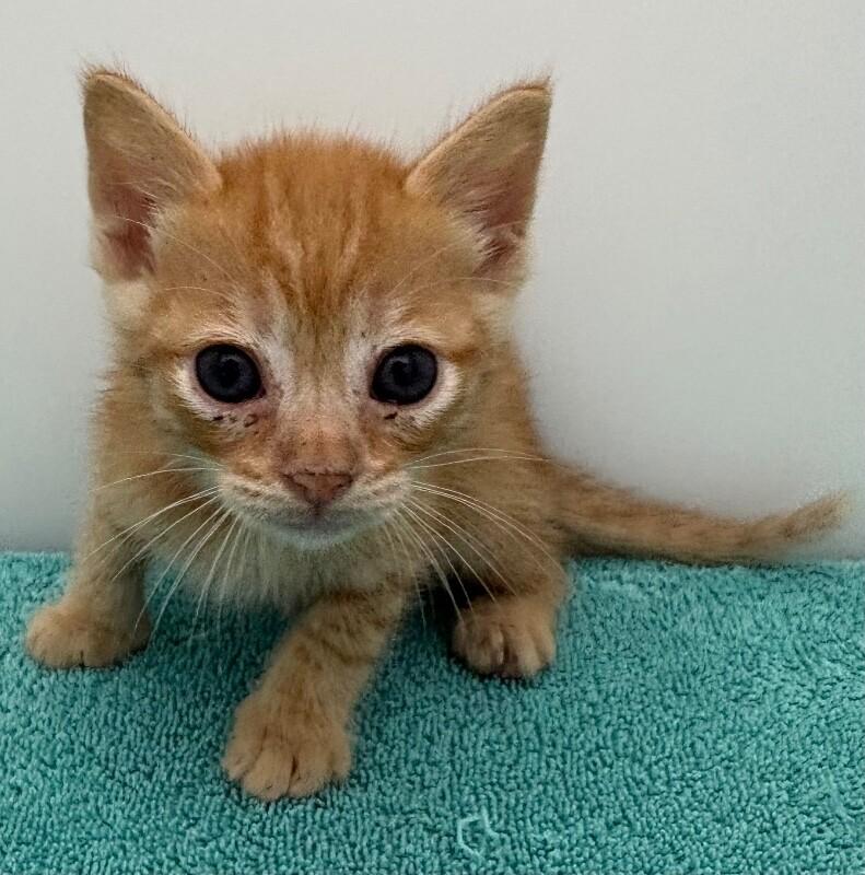 Enlarge Wallabee Beatles, a Adoptable Domestic Short Hair in Katy, TX image 3/5