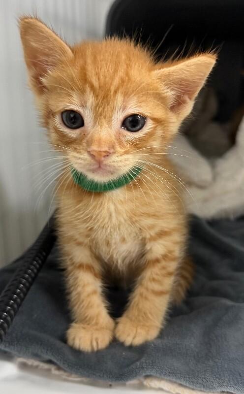 Enlarge Wallabee Beatles, a Adoptable Domestic Short Hair in Katy, TX image 4/5