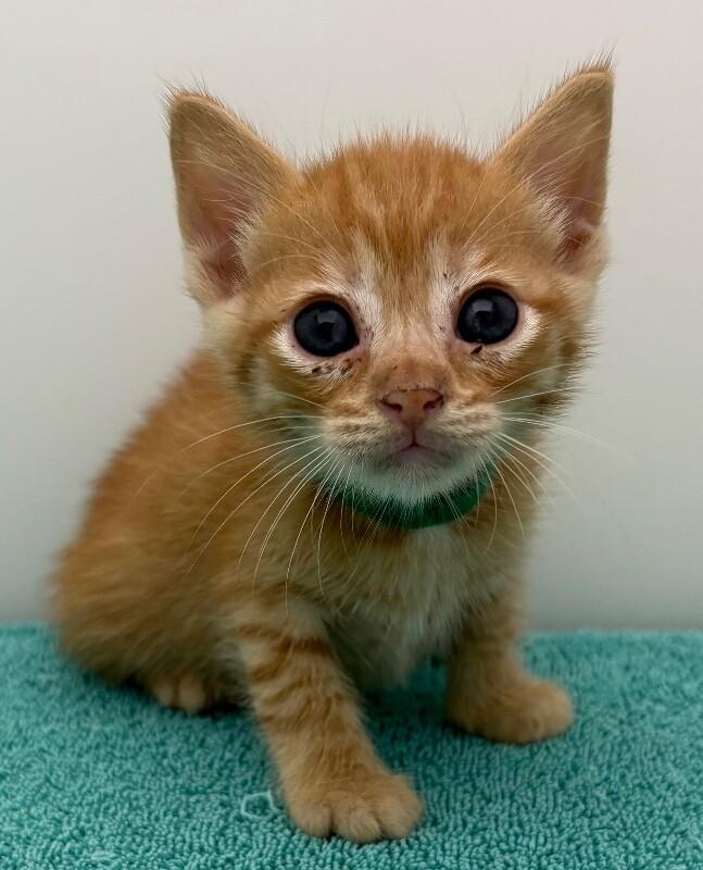 Enlarge Wallabee Beatles, a Adoptable Domestic Short Hair in Katy, TX image 5/5