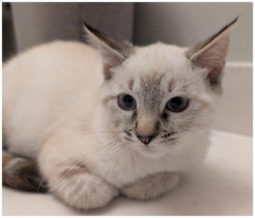 Enlarge Magnolia, a Adoptable Siamese in Oak Ridge, TN image 1/3