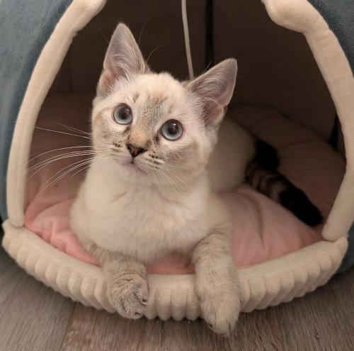 Enlarge Magnolia, a Adoptable Siamese in Oak Ridge, TN image 3/3