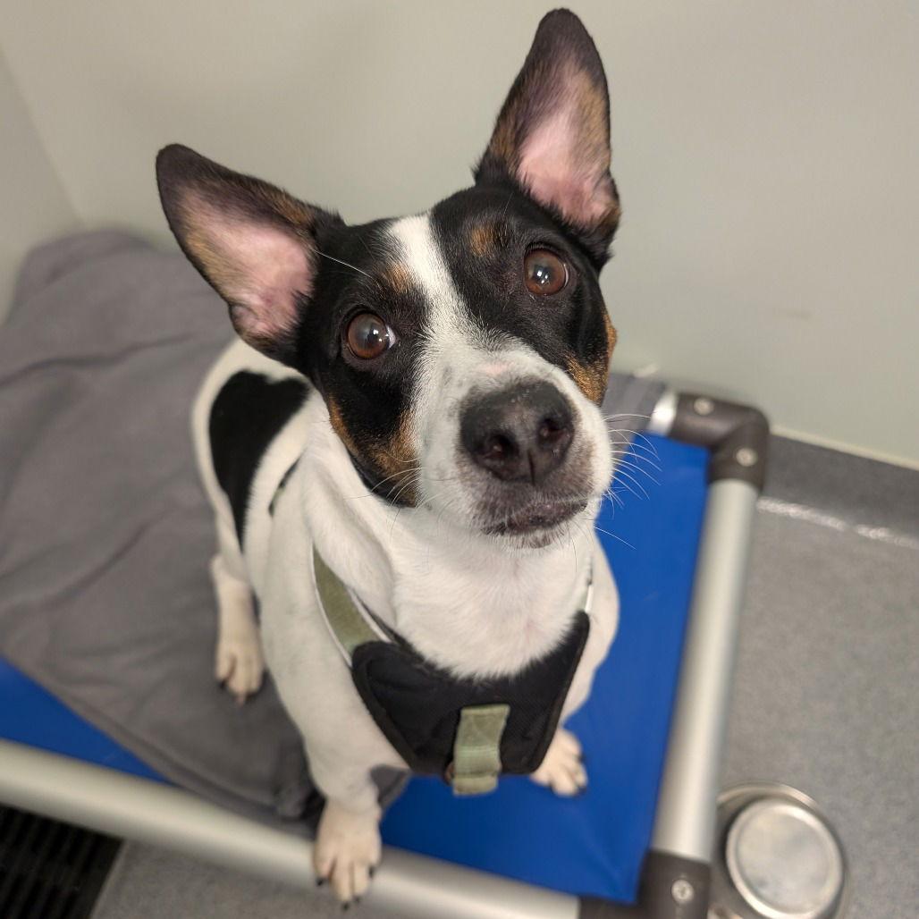 Valerie, Adoptable, Adult Female Jack Russell Terrier.