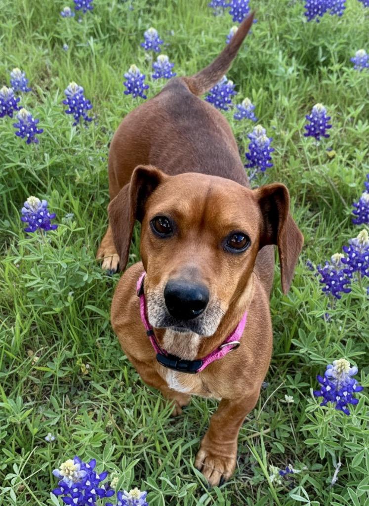 Enlarge Paige, a Adoptable mixed breed in Junction, TX image 2/6