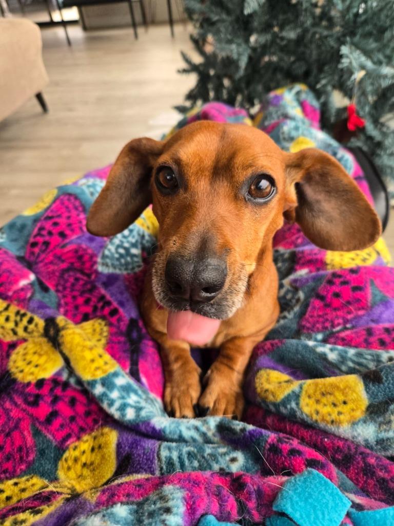 Enlarge Paige, a Adoptable mixed breed in Junction, TX image 4/6