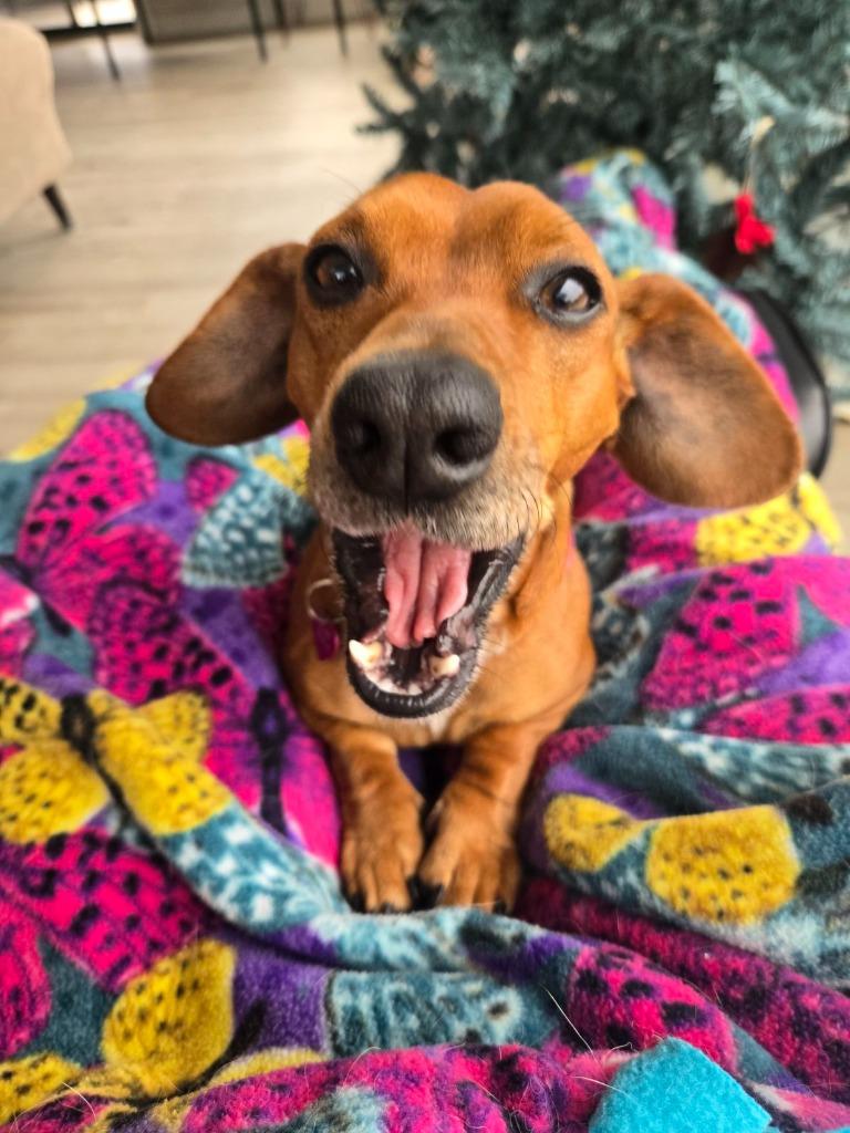 Enlarge Paige, a Adoptable mixed breed in Junction, TX image 6/6