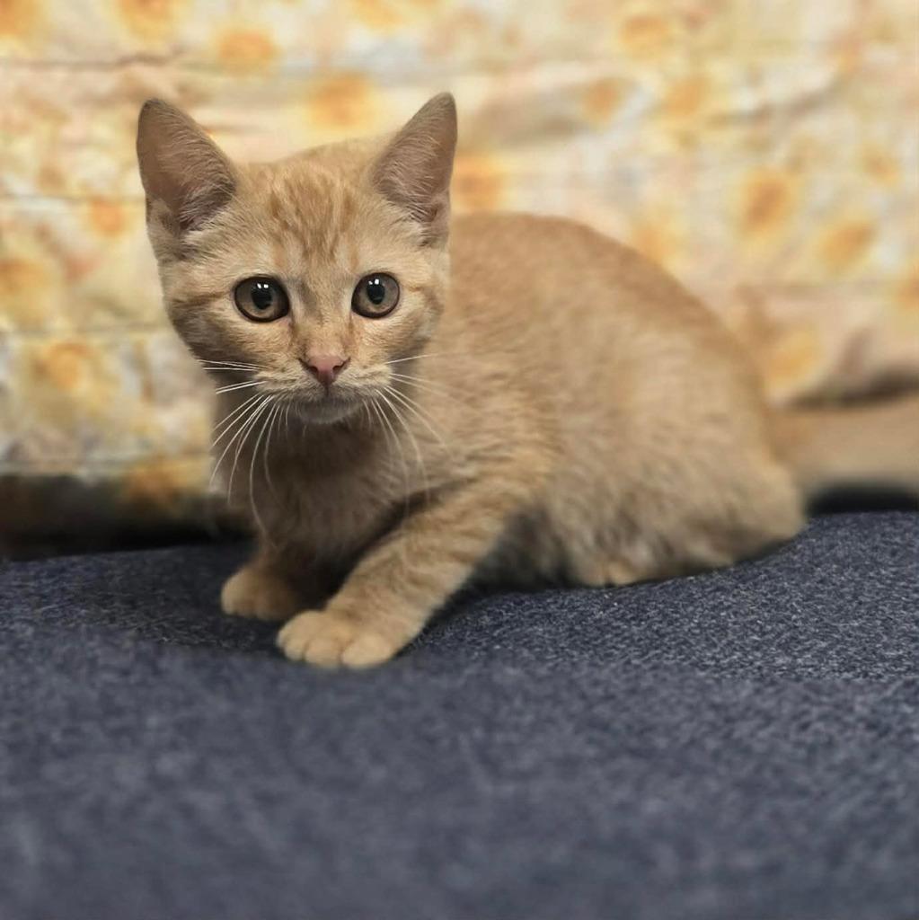 Daffodil, Adopted, Kitten Female Domestic Short Hair.