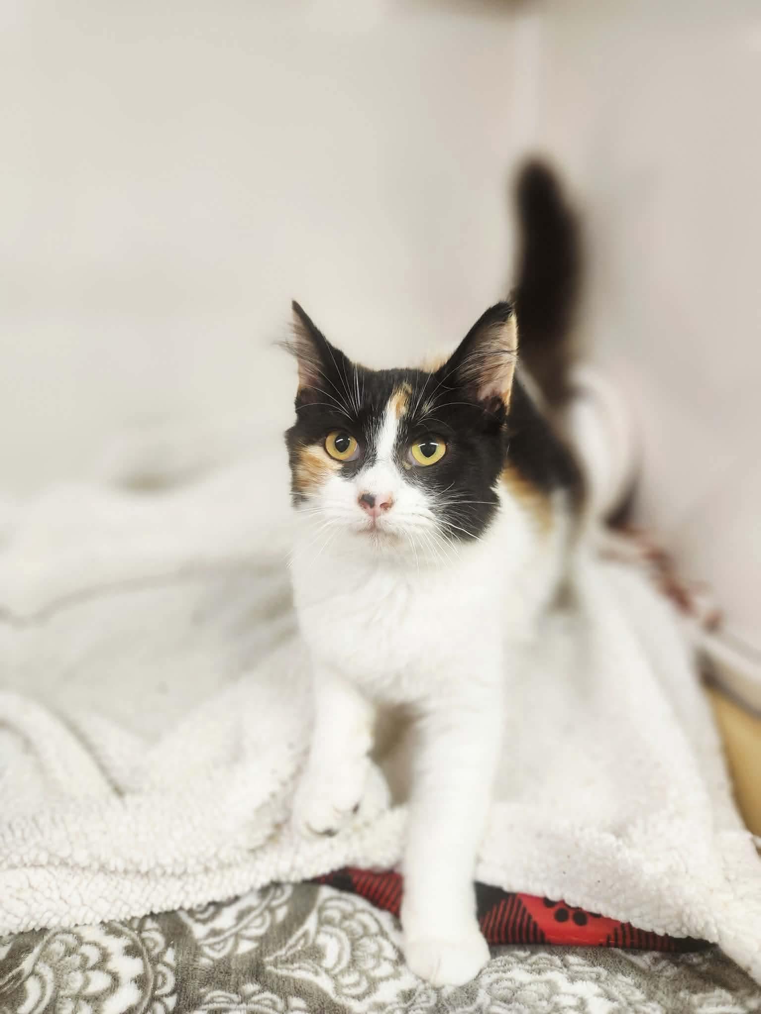 Cali, Adoptable, Young Female Domestic Medium Hair & Tortoiseshell.