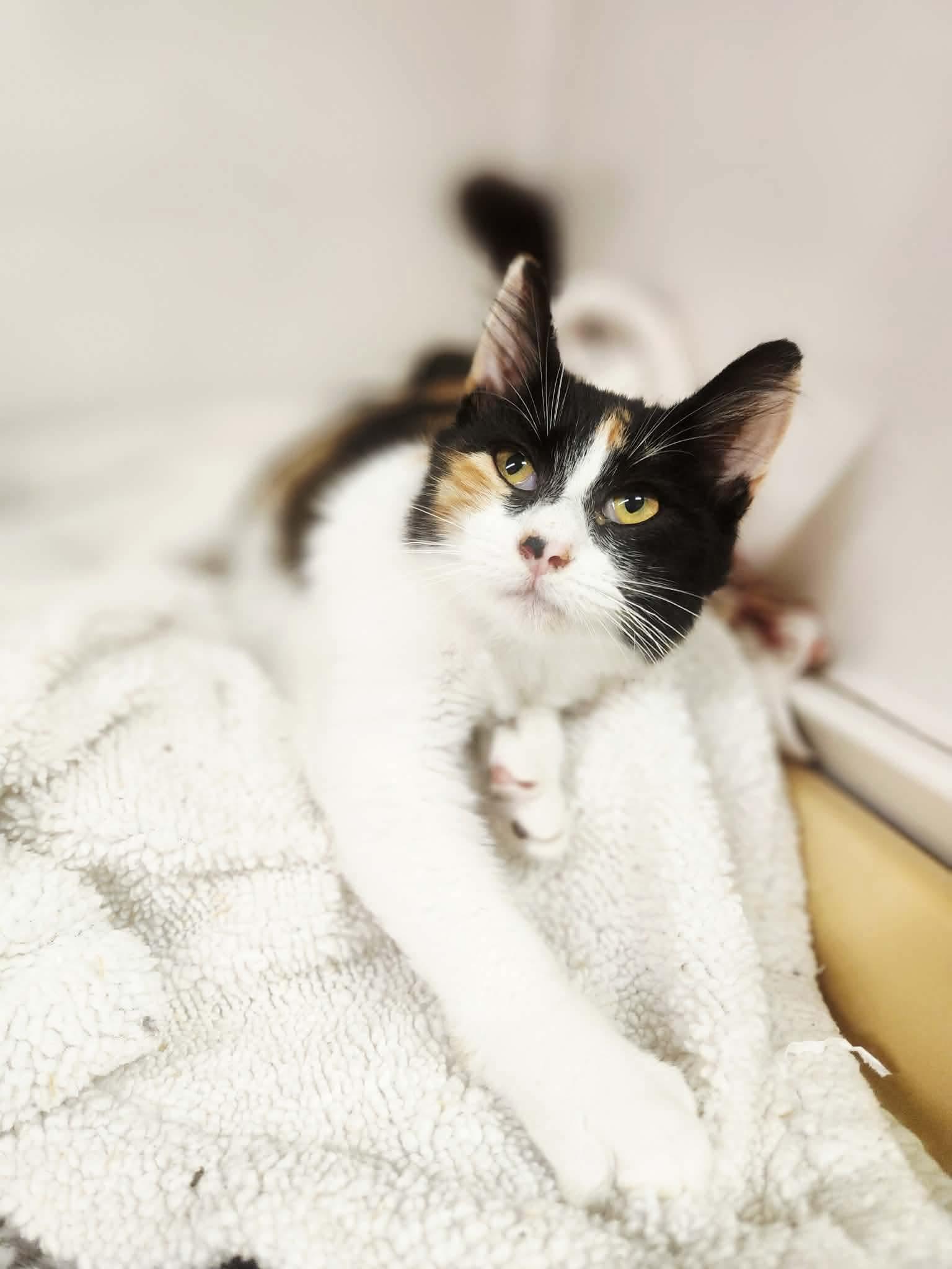 Enlarge Cali, a Adoptable mixed breed in Social Circle, GA image 2/3