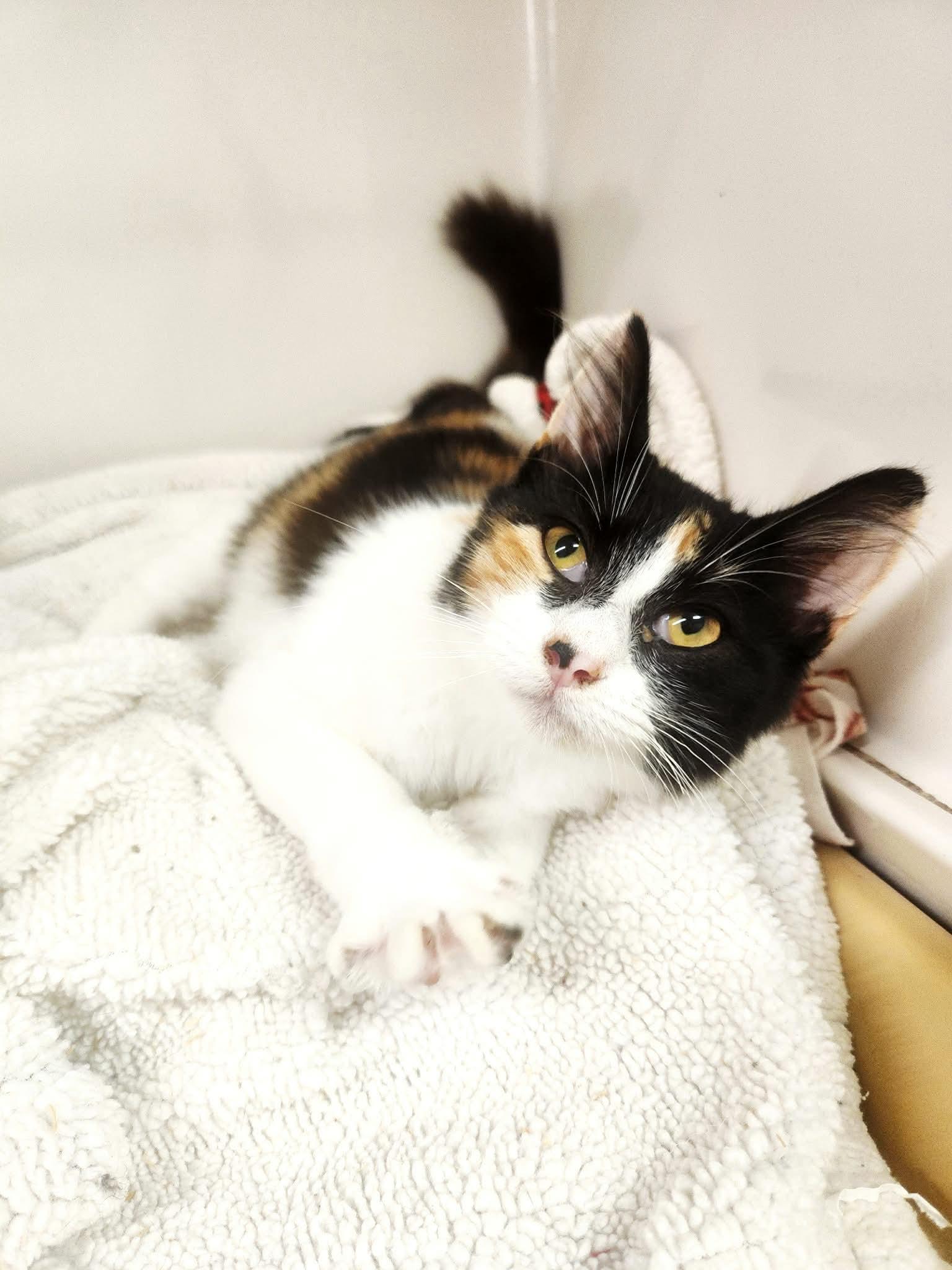 Enlarge Cali, a Adoptable mixed breed in Social Circle, GA image 3/3