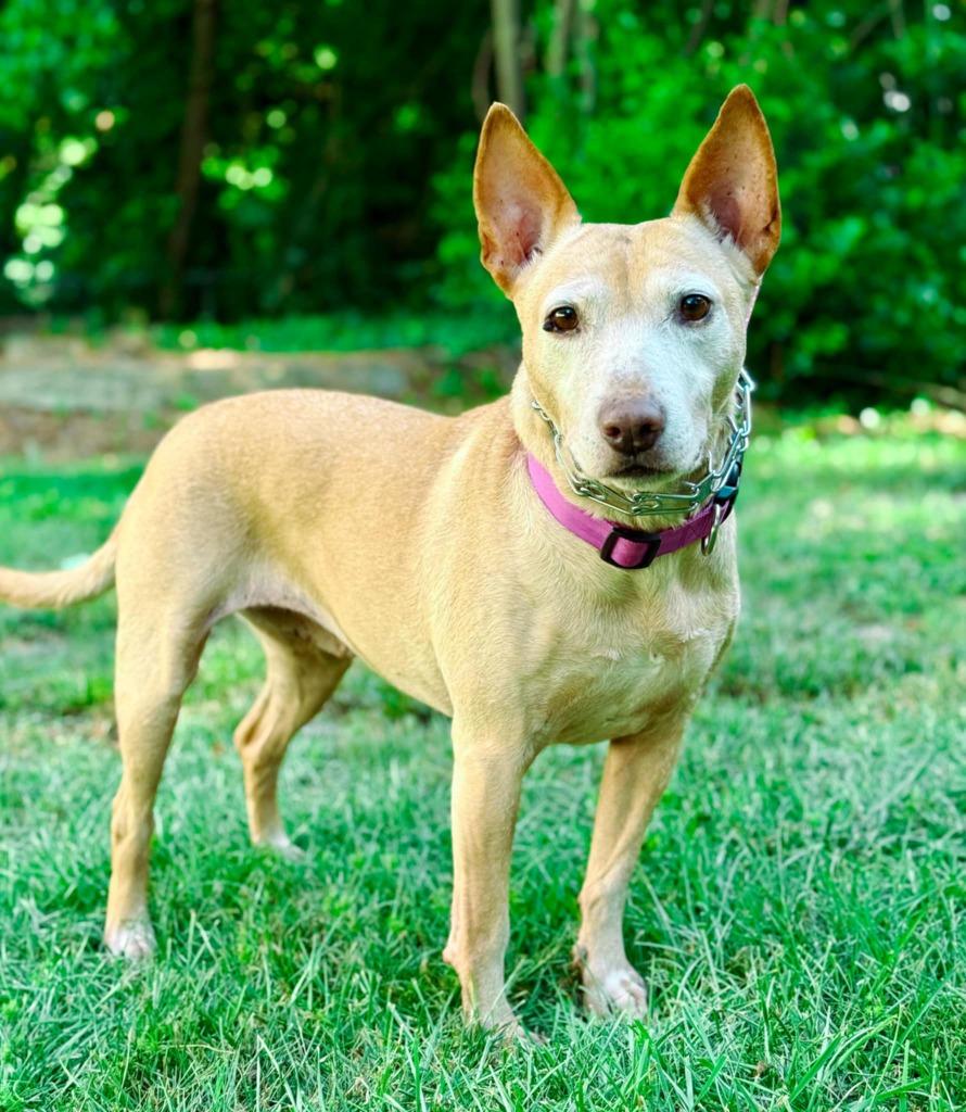 Sheba, Adoptable, Senior Female Bull Terrier & Mixed Breed.