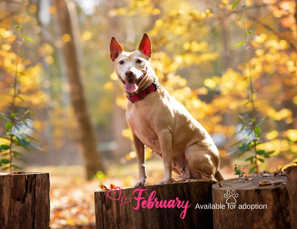 Enlarge Sheba, a Adoptable mixed breed in Macon, GA image 2/6