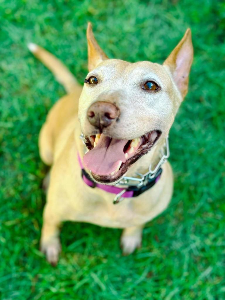 Enlarge Sheba, a Adoptable mixed breed in Macon, GA image 3/6
