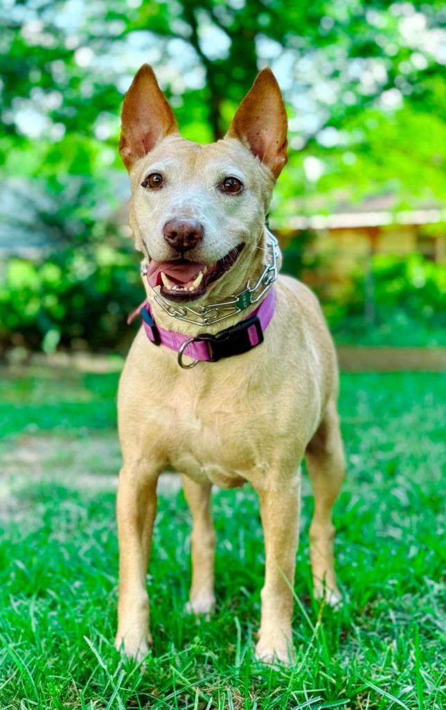 Enlarge Sheba, a Adoptable mixed breed in Macon, GA image 4/6