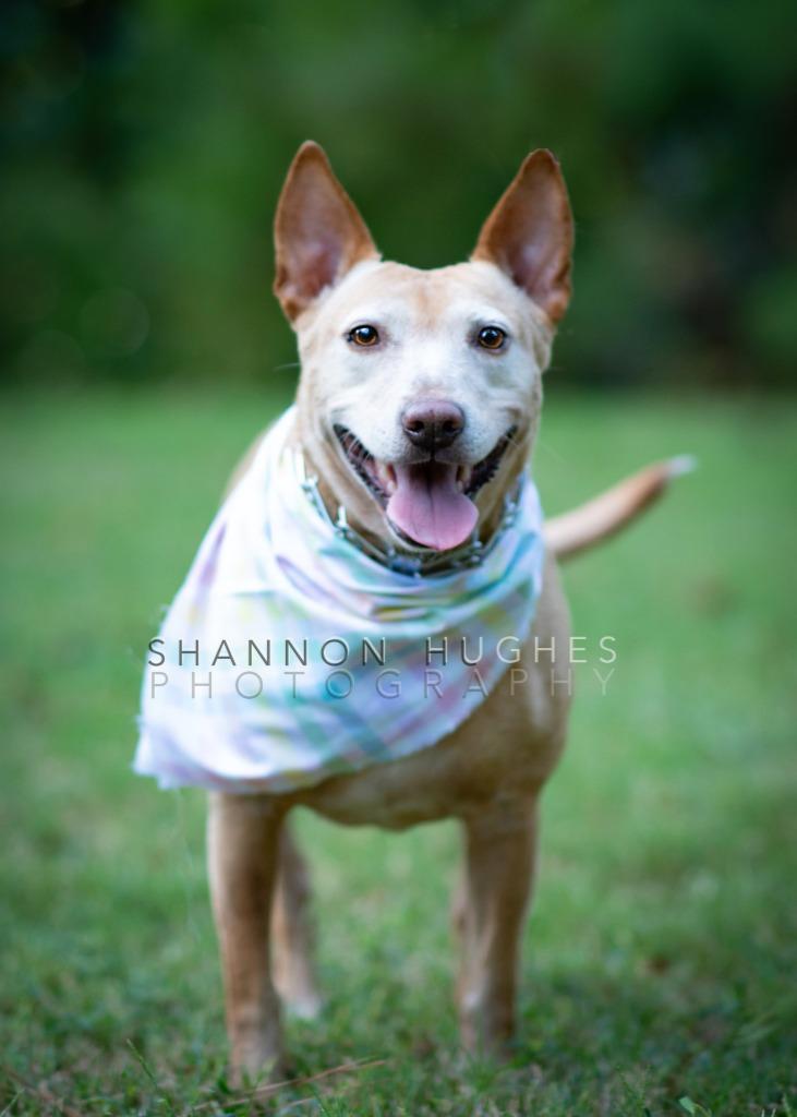 Enlarge Sheba, a Adoptable mixed breed in Macon, GA image 5/6