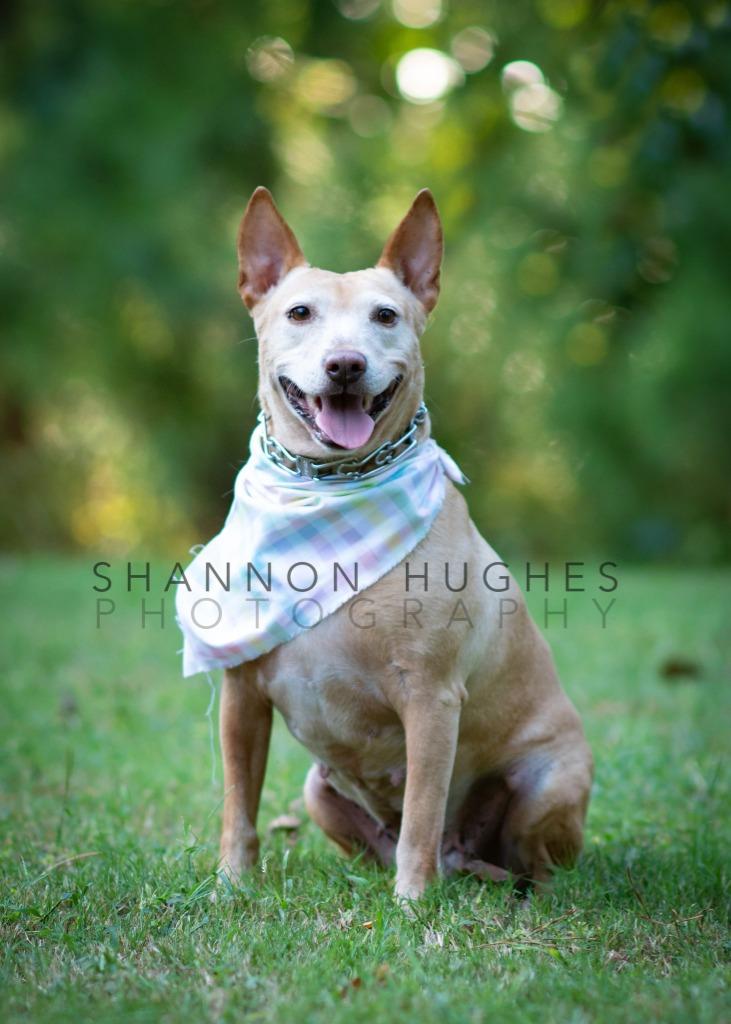 Enlarge Sheba, a Adoptable mixed breed in Macon, GA image 6/6