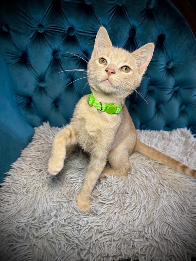 Harvest, adopted, Kitten Male Domestic Short Hair.