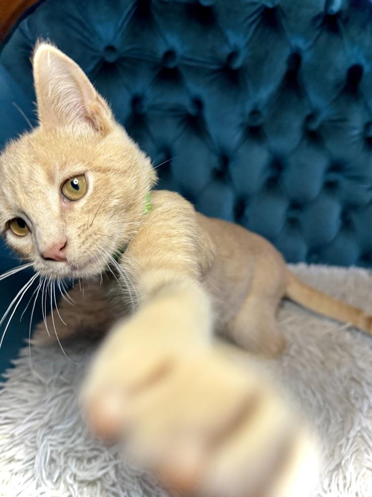 Harvest, an adopted Domestic Short Hair in Avoca, PA image 3/3